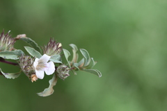 Lepidagathis incurva var. mucronata